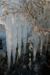Branches covered in ice 2