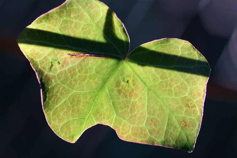 Green leaf and shadow