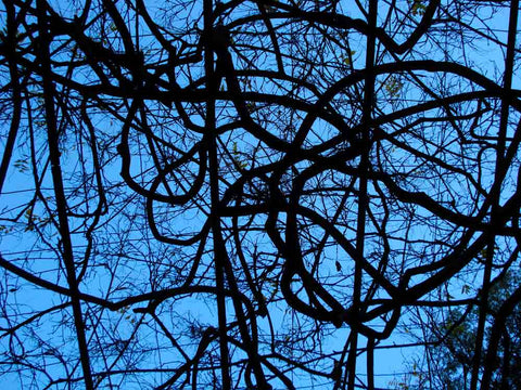 Patterned branches and blue