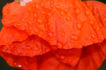 Raindrops on poppy